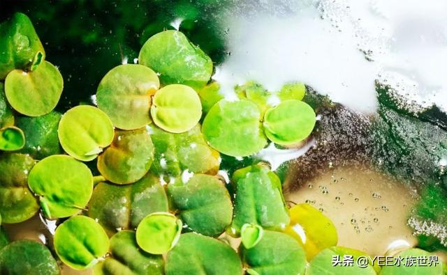 硝化细菌怎么用，直接放水里吗？