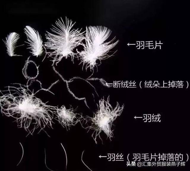 moncler是什么牌子(moncler是什么档次)