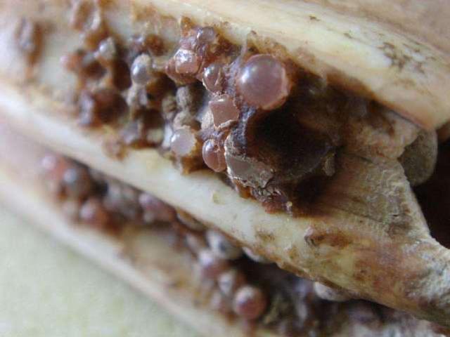 舍利子是什么东西（舍利子是怎么形成的）