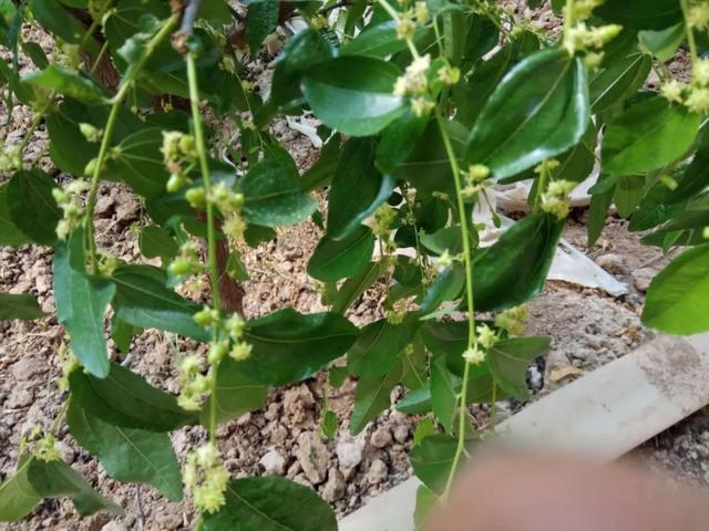 大荔冬枣几月份成熟（大荔冬枣功效与作用）