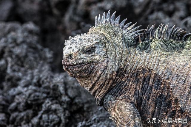 常见爬行动物有哪些（爬行动物有哪些种类）