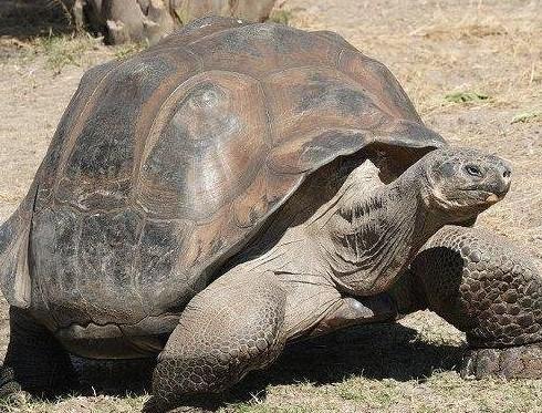 加拉帕戈斯象龟多少钱一只 没有灭绝！