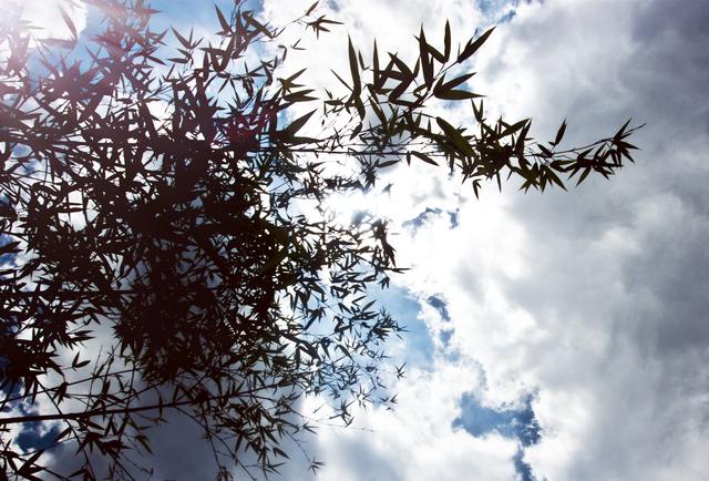 《严郑公宅同咏竹》唐 杜甫