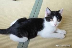 中华田园猫价格多少钱一只（中华田园猫价格列表）