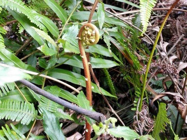 野菜有哪些常见品种(农村100种野菜图片)