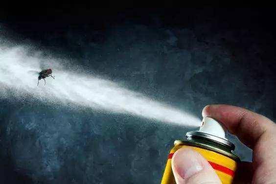 如何根除跳蚤（去跳蚤最简单的方法）