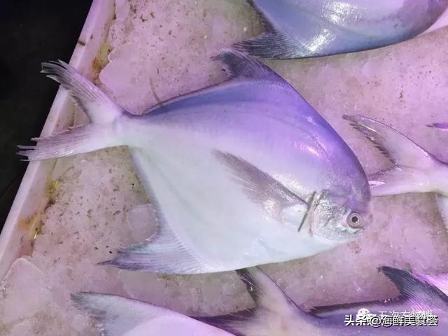 世界上10大名贵海鱼 第9种曾为四大海产之首