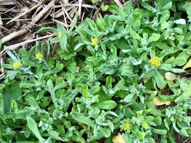 野菜有哪些常见品种(农村100种野菜图片)