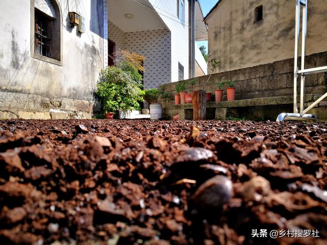 松树皮种兰花需加土吗_松树皮种兰花的方法