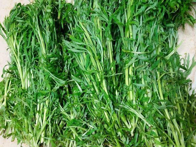 野菜有哪些常见品种(农村100种野菜图片)