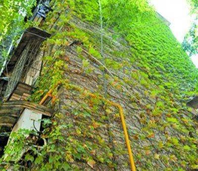 种爬山虎的危害（爬山虎风水禁忌坏处）