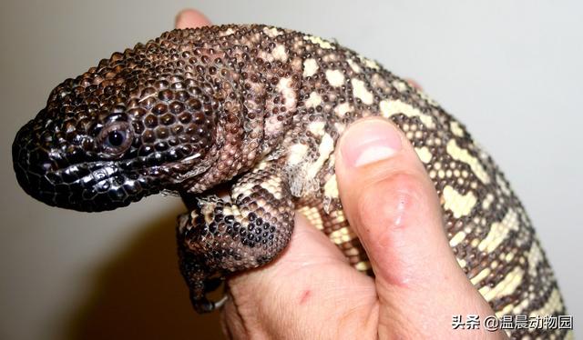 常见爬行动物有哪些（爬行动物有哪些种类）