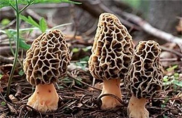 羊肚菌多少钱一斤(羊肚菌目前价格)