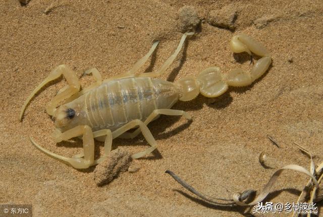 蝎子泡酒的功效与作用(蝎子泡酒起什么作用)