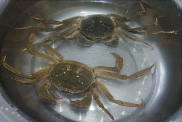 海蟹怎么保存最新鲜(用这招最长可保存一年)
