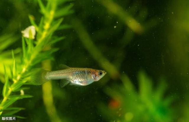 孔雀鱼多久喂一次(怎么判断孔雀鱼生完了)