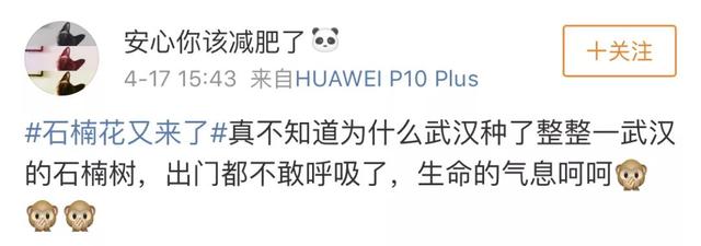 石楠的味道（石楠花的味道像什么）