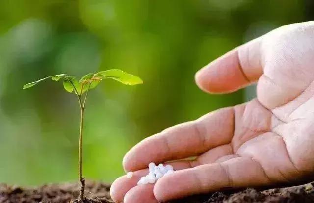 鲜花保鲜剂怎么用（鲜花保鲜剂一次放多少）