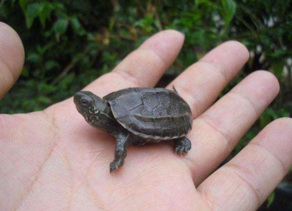 草龟吃什么食物(草龟干养还是水养好)