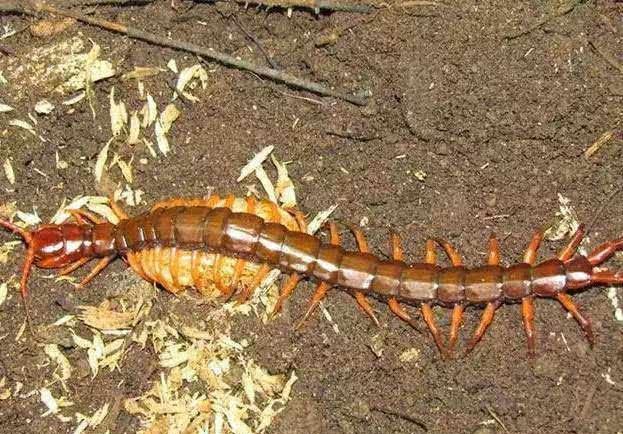 五毒之首哪个排第一(五毒大战谁活到最后)