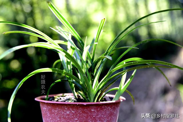 松树皮种兰花需加土吗_松树皮种兰花的方法