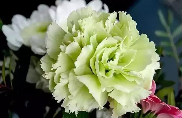 鲜花保鲜剂怎么用（鲜花保鲜剂一次放多少）