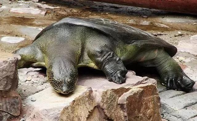 中华斑鳖灭绝了吗?中华斑鳖多少钱一只