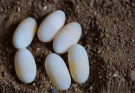 中华斑鳖灭绝了吗?中华斑鳖多少钱一只